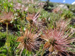 Pulsatilla wallichiana
