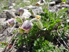 Pulsatilla wallichiana