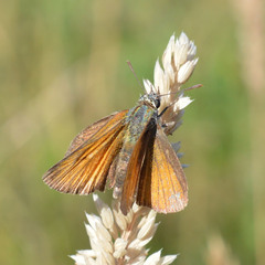 Thymelicus sylvestris