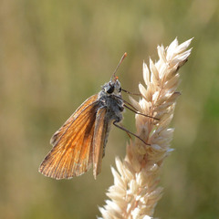 Thymelicus sylvestris