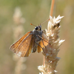 Thymelicus sylvestris