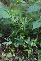 Pinellia pedatisecta