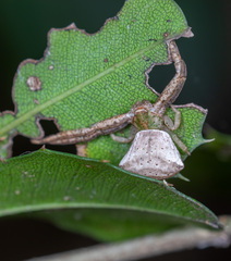 Pistius