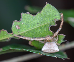 Pistius