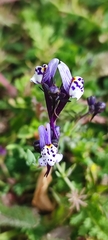 Linaria amethystea