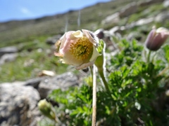 Pulsatilla wallichiana