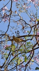 Leiothlypis ruficapilla