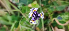 Linaria amethystea