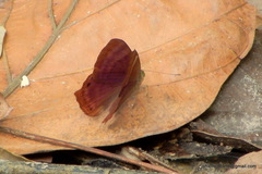 Abisara echerius