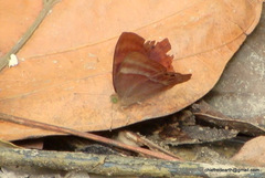 Abisara echerius