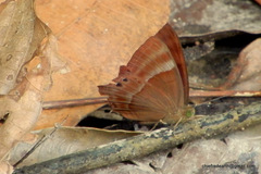 Abisara echerius