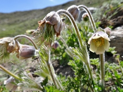 Pulsatilla wallichiana