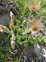 Pulsatilla wallichiana