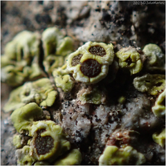 Acarospora schleicheri