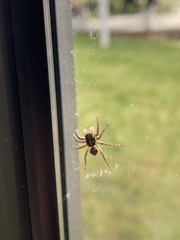 Menemerus semilimbatus