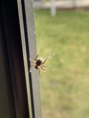 Menemerus semilimbatus