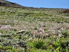 Pulsatilla wallichiana