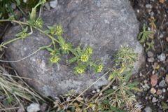 Draba jorullensis