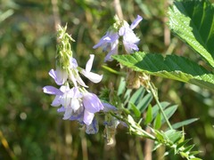 Galega officinalis