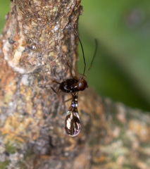 Callipteroma