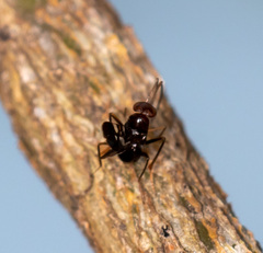 Callipteroma
