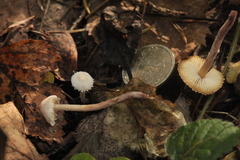 Cystolepiota seminuda