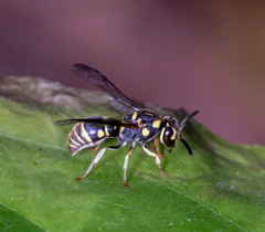 Stenodyneriellus guttulatus