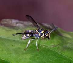 Stenodyneriellus guttulatus