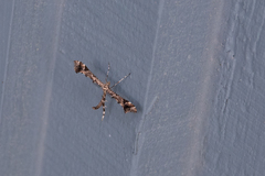Amblyptilia pica