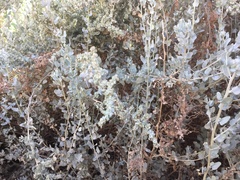 Atriplex atacamensis
