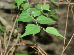 Celtis biondii