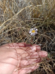 Symphyotrichum moranense