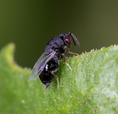 Eurytomidae