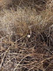 Symphyotrichum moranense