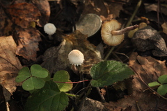 Cystolepiota seminuda