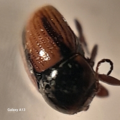 Cryptocephalus pygmaeus