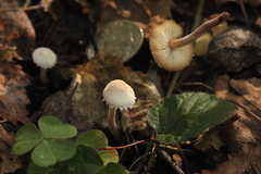 Cystolepiota seminuda