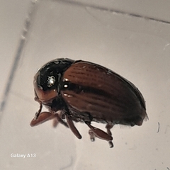 Cryptocephalus pygmaeus