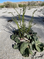 Eriogonum deflexum deflexum