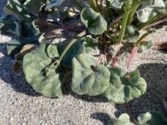 Eriogonum deflexum deflexum