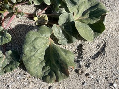 Eriogonum deflexum deflexum