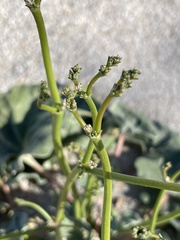 Eriogonum deflexum deflexum