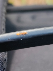 Pseudomyrmex pallidus