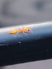 Pseudomyrmex pallidus
