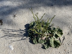 Eriogonum deflexum deflexum