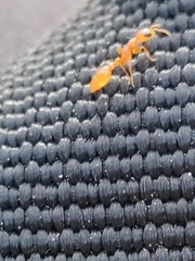 Pseudomyrmex pallidus