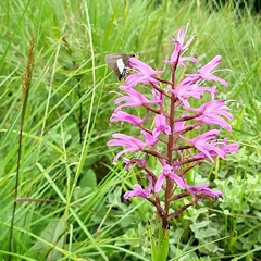 Disa patula