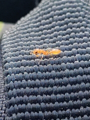 Pseudomyrmex pallidus