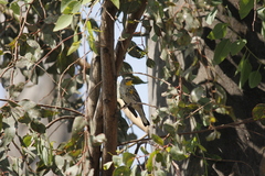 Setophaga coronata