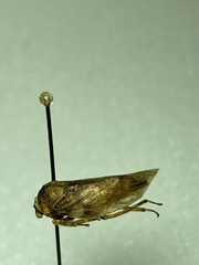 Microcentrus caryae